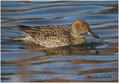 Northern Pintail-Female