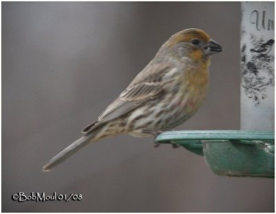 House Finch-Yellow form