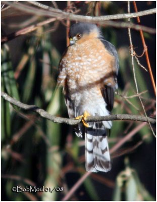 Sharp-shinned Hawk