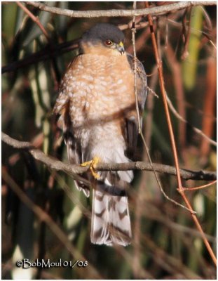 Sharp-shinned Hawk