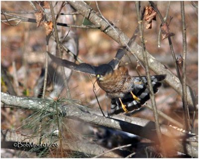 Sharp-shinned Hawk