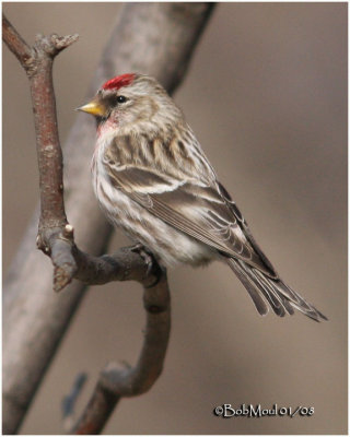 Common Redpoll