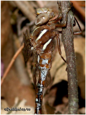 DARNERS-Genus Basiaeschna (Springtime Darner)