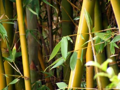 Bamboo Leaf.jpg