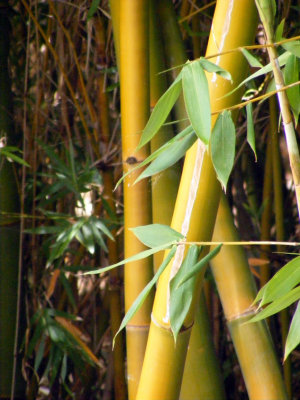 Bamboo.jpg