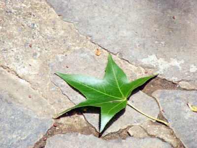 Maple Leaf.jpg