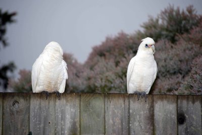 Corella Domestic Dispute