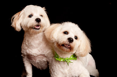 Pet Portraits