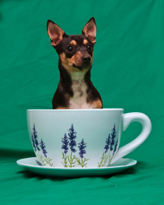 Pet Portraits