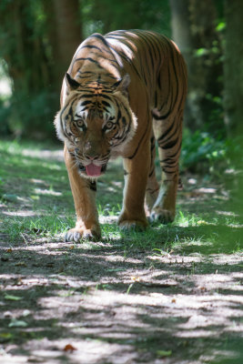 Dallas Zoo Photo Safari June 16, 2012