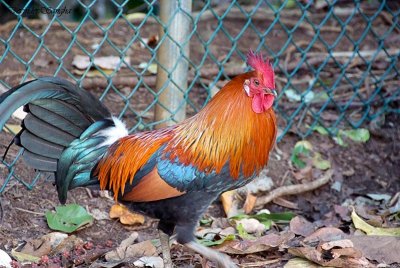 Wild Cock 4987