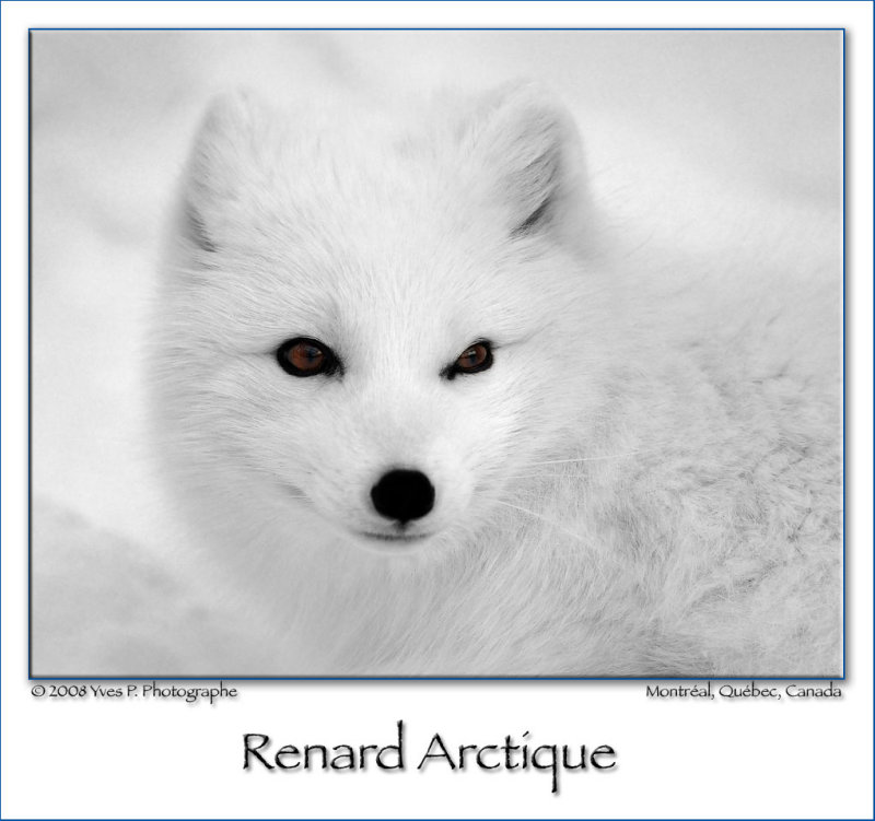 Renard arctique ...