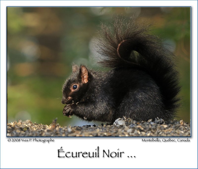 Black Squirrel ...