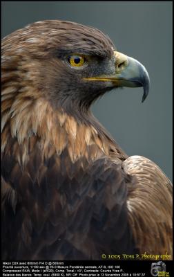 Golden Eagle ...