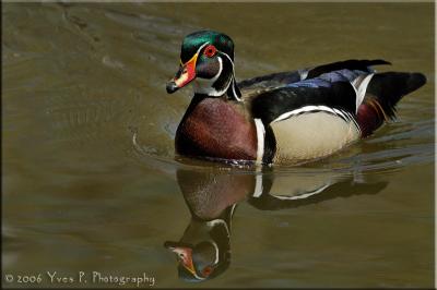 Wood Duck not made of wood ...