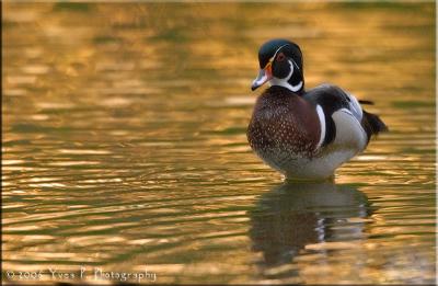 Wood Duck at sunset ...