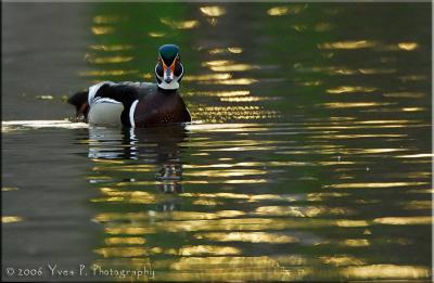 From the WoodDuck series ...