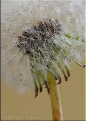 Dying Dandelion ...