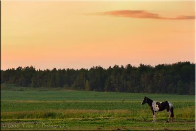 At the Ranch ...