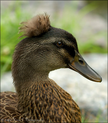 Punk Duck ...