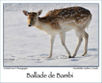 Bambi's journey