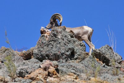 First Mountain Goat sighting