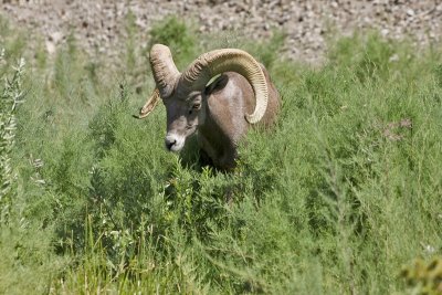 Second Mountain Goat sighting