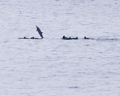 Spinner dolphins from the Lanai