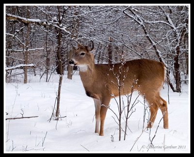 White Tail Deer