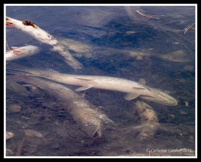 Spring Thaw