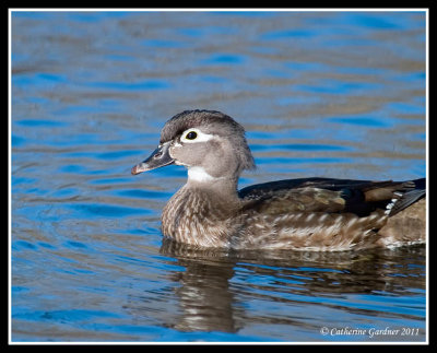 Female Wood Duck