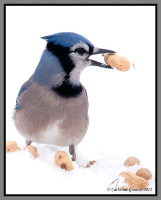 Jay with Peanuts