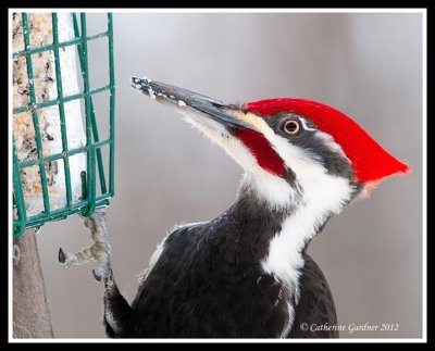 Pileated Woodpecker