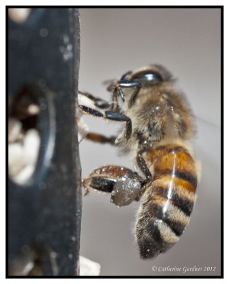 Bees Replace Birds At Feeders