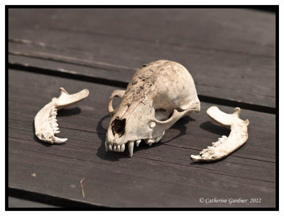 Skull
