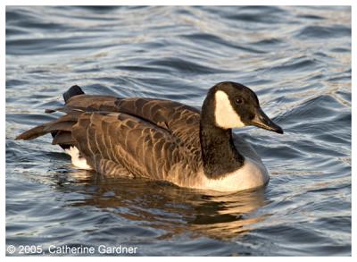 Injured Goose