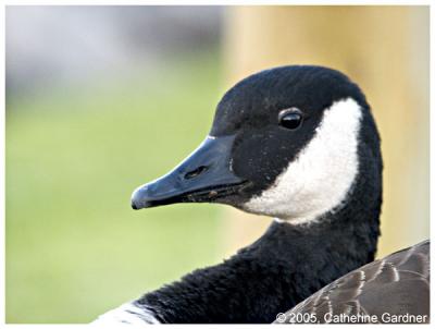 Injured Goose Head Shot