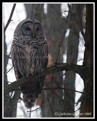 Barred Owl In Fog