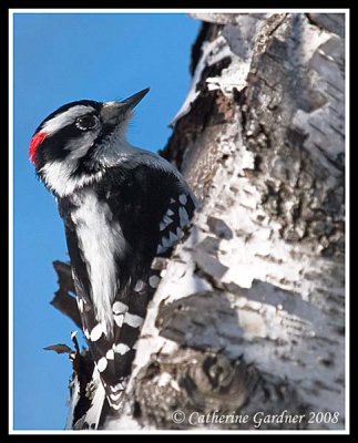 Woodpecker