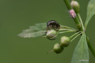 CRW_1605