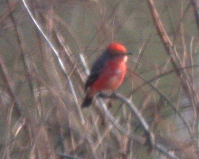 Vermilion Flycatcher