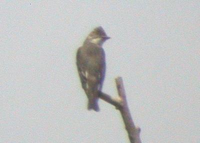 Olive-sided Flycatcher, Grove Oak (DeKalb Co), May 27, 2006