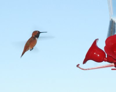 Rufous