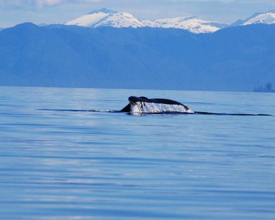 Humpback whale in Frederick Sound