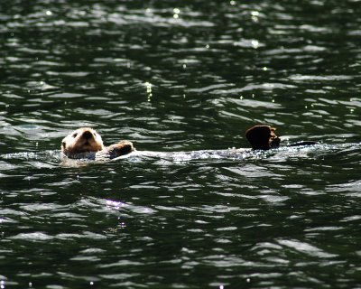 Sea Otter near Sitka