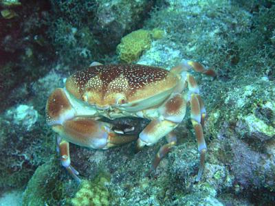 g4/49/396049/3/60046181.BatwingCoralCrab.jpg