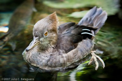 20070713_hooded_merganser_001.jpg