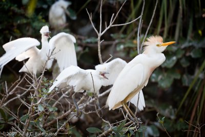 20070718_cattle_egret_001.jpg