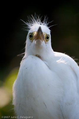 20070718_cattle_egret_009.jpg