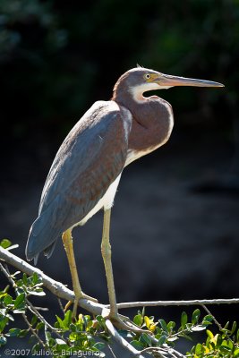 20070718_great_blue_heron_005-1.jpg